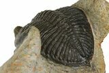 Zlichovaspis Trilobite - Morocco #137283-4